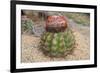 Cactus, Aruba, ABC Islands-alfotokunst-Framed Photographic Print