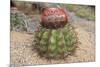 Cactus, Aruba, ABC Islands-alfotokunst-Mounted Photographic Print