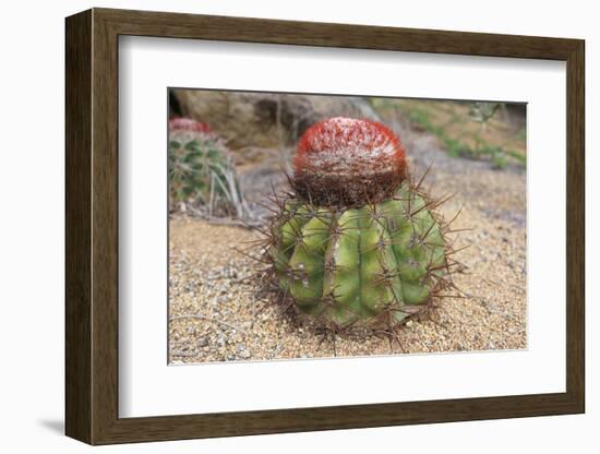 Cactus, Aruba, ABC Islands-alfotokunst-Framed Photographic Print