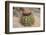 Cactus, Aruba, ABC Islands-alfotokunst-Framed Photographic Print