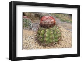 Cactus, Aruba, ABC Islands-alfotokunst-Framed Photographic Print