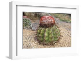 Cactus, Aruba, ABC Islands-alfotokunst-Framed Photographic Print