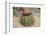 Cactus, Aruba, ABC Islands-alfotokunst-Framed Photographic Print