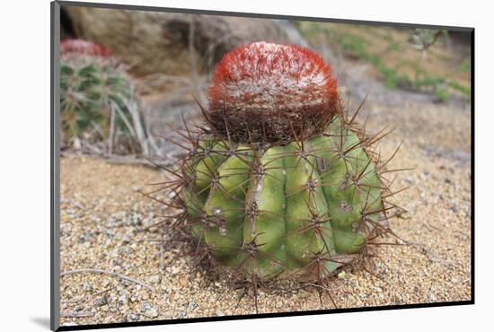 Cactus, Aruba, ABC Islands-alfotokunst-Mounted Photographic Print