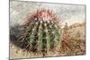 Cactus, Aruba, ABC Islands-alfotokunst-Mounted Photographic Print