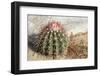 Cactus, Aruba, ABC Islands-alfotokunst-Framed Photographic Print