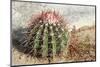 Cactus, Aruba, ABC Islands-alfotokunst-Mounted Photographic Print