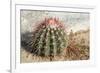 Cactus, Aruba, ABC Islands-alfotokunst-Framed Photographic Print