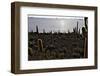 Cactus at Isla Pescado Salar De Uyuni Bolivia Silhouette in the Setting Sun Backlit Rocks in the An-kikkerdirk-Framed Photographic Print