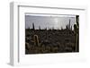 Cactus at Isla Pescado Salar De Uyuni Bolivia Silhouette in the Setting Sun Backlit Rocks in the An-kikkerdirk-Framed Photographic Print