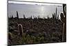 Cactus at Isla Pescado Salar De Uyuni Bolivia Silhouette in the Setting Sun Backlit Rocks in the An-kikkerdirk-Mounted Photographic Print