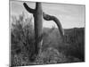 Cactus At Left And Surroundings "Saguaro National Monument" Arizona. 1933-1942-Ansel Adams-Mounted Art Print