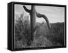 Cactus At Left And Surroundings "Saguaro National Monument" Arizona. 1933-1942-Ansel Adams-Framed Stretched Canvas