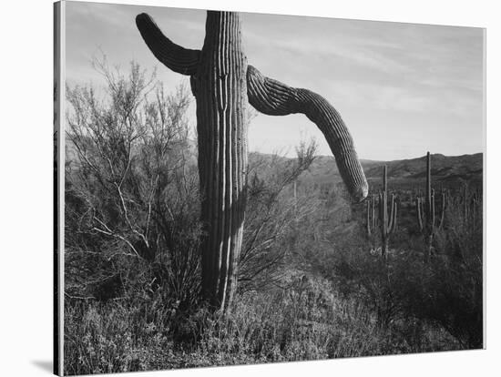 Cactus At Left And Surroundings "Saguaro National Monument" Arizona. 1933-1942-Ansel Adams-Stretched Canvas