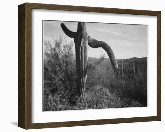 Cactus At Left And Surroundings "Saguaro National Monument" Arizona. 1933-1942-Ansel Adams-Framed Art Print