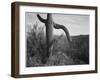 Cactus At Left And Surroundings "Saguaro National Monument" Arizona. 1933-1942-Ansel Adams-Framed Art Print