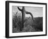 Cactus At Left And Surroundings "Saguaro National Monument" Arizona. 1933-1942-Ansel Adams-Framed Art Print