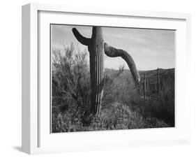 Cactus At Left And Surroundings "Saguaro National Monument" Arizona. 1933-1942-Ansel Adams-Framed Art Print