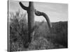 Cactus At Left And Surroundings "Saguaro National Monument" Arizona. 1933-1942-Ansel Adams-Stretched Canvas