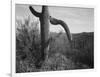 Cactus At Left And Surroundings "Saguaro National Monument" Arizona. 1933-1942-Ansel Adams-Framed Art Print