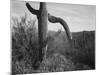 Cactus At Left And Surroundings "Saguaro National Monument" Arizona. 1933-1942-Ansel Adams-Mounted Art Print