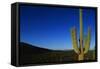 Cactus at Sunrise-Paul Souders-Framed Stretched Canvas