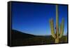 Cactus at Sunrise-Paul Souders-Framed Stretched Canvas