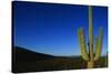 Cactus at Sunrise-Paul Souders-Stretched Canvas