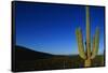 Cactus at Sunrise-Paul Souders-Framed Stretched Canvas