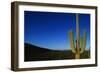 Cactus at Sunrise-Paul Souders-Framed Photographic Print