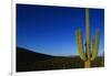 Cactus at Sunrise-Paul Souders-Framed Photographic Print