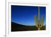 Cactus at Sunrise-Paul Souders-Framed Photographic Print