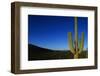 Cactus at Sunrise-Paul Souders-Framed Photographic Print