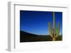 Cactus at Sunrise-Paul Souders-Framed Photographic Print