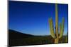 Cactus at Sunrise-Paul Souders-Mounted Photographic Print