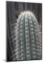 Cactus, Azureocereus Hertlingianus Backeb, Jardin Botanico (Botanical Gardens)-Martin Child-Mounted Photographic Print