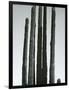 Cactus, Baja, c.1965-Brett Weston-Framed Photographic Print