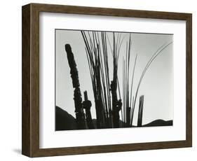 Cactus, Baja California, 1965-Brett Weston-Framed Photographic Print