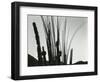 Cactus, Baja California, 1965-Brett Weston-Framed Photographic Print