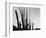 Cactus, Baja California, 1965-Brett Weston-Framed Photographic Print