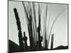 Cactus, Baja California, 1965-Brett Weston-Mounted Photographic Print