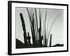 Cactus, Baja California, 1965-Brett Weston-Framed Photographic Print