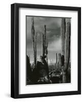 Cactus, Baja, California, 1968-Brett Weston-Framed Premium Photographic Print