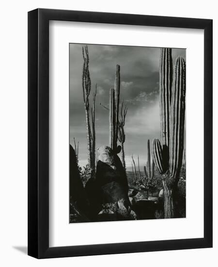 Cactus, Baja, California, 1968-Brett Weston-Framed Premium Photographic Print