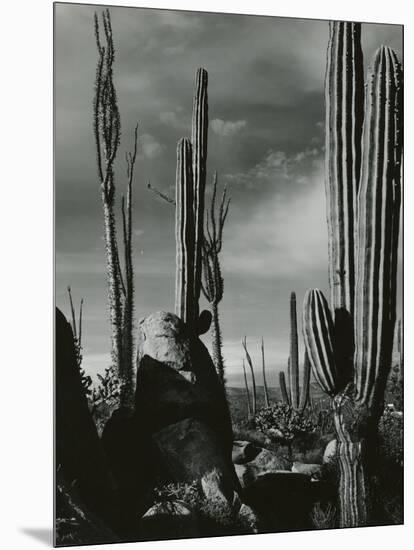 Cactus, Baja, California, 1968-Brett Weston-Mounted Photographic Print