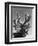 Cactus, Baja, California, c. 1940-Brett Weston-Framed Photographic Print