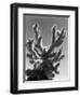 Cactus, Baja, California, c. 1940-Brett Weston-Framed Photographic Print