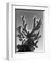 Cactus, Baja, California, c. 1940-Brett Weston-Framed Photographic Print