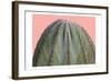 Cactus Ball-Sheldon Lewis-Framed Art Print