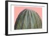 Cactus Ball-Sheldon Lewis-Framed Art Print